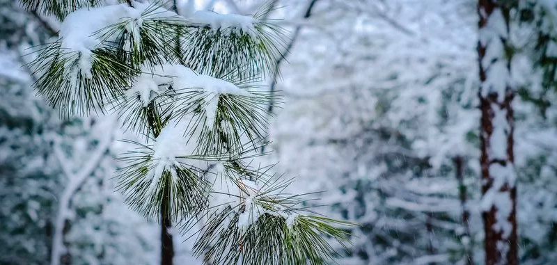 雪景